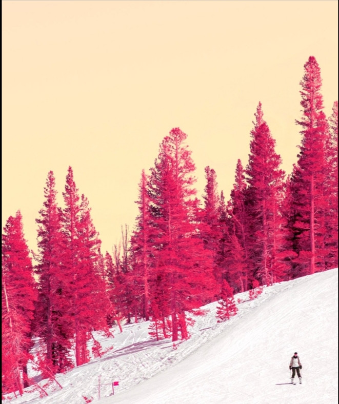 Téber, Cherry Winterscape, photo - Artalistic online contemporary art buying and selling gallery