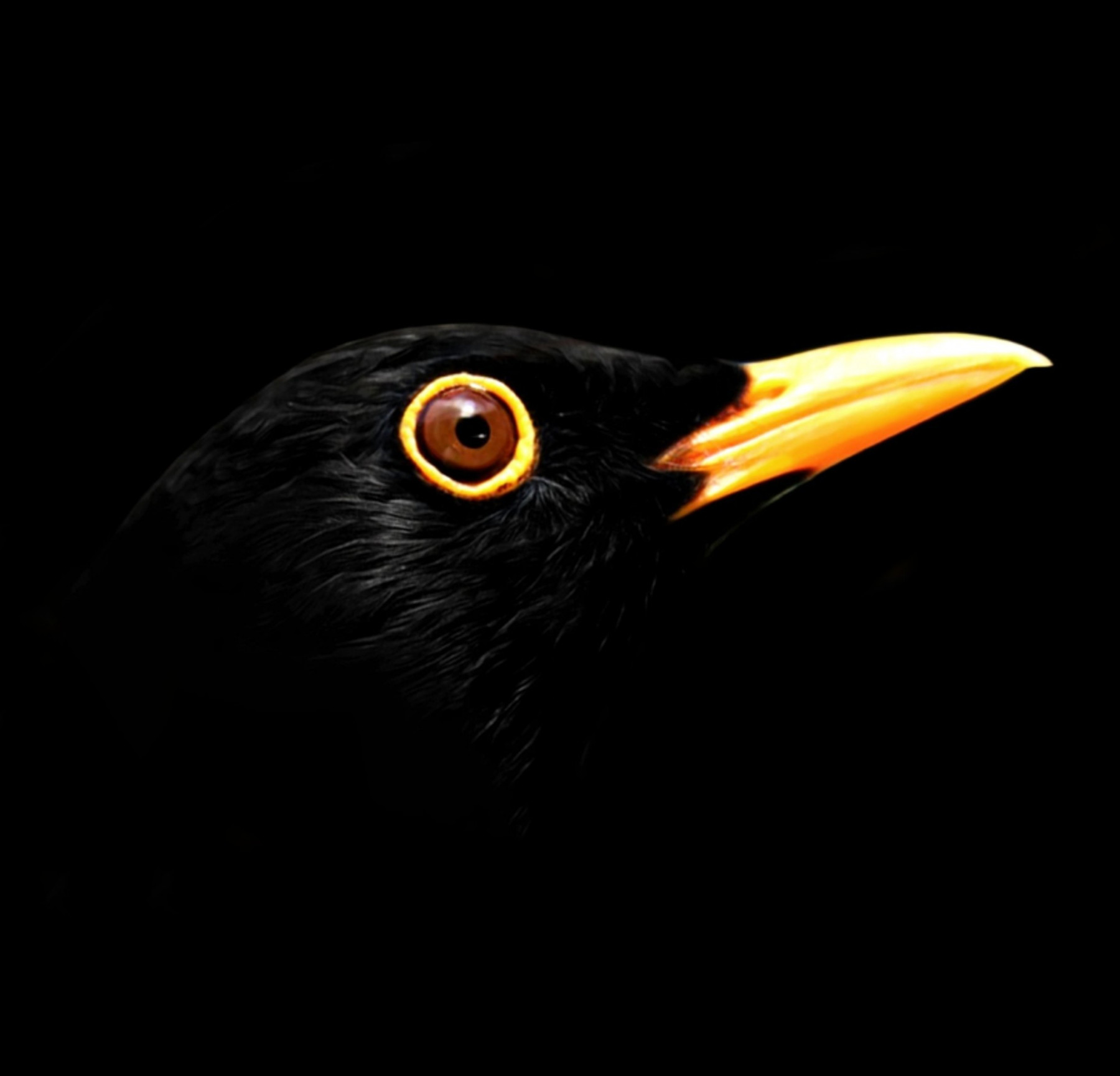 Mr Strange, Blackbird, edition - Artalistic online contemporary art buying and selling gallery