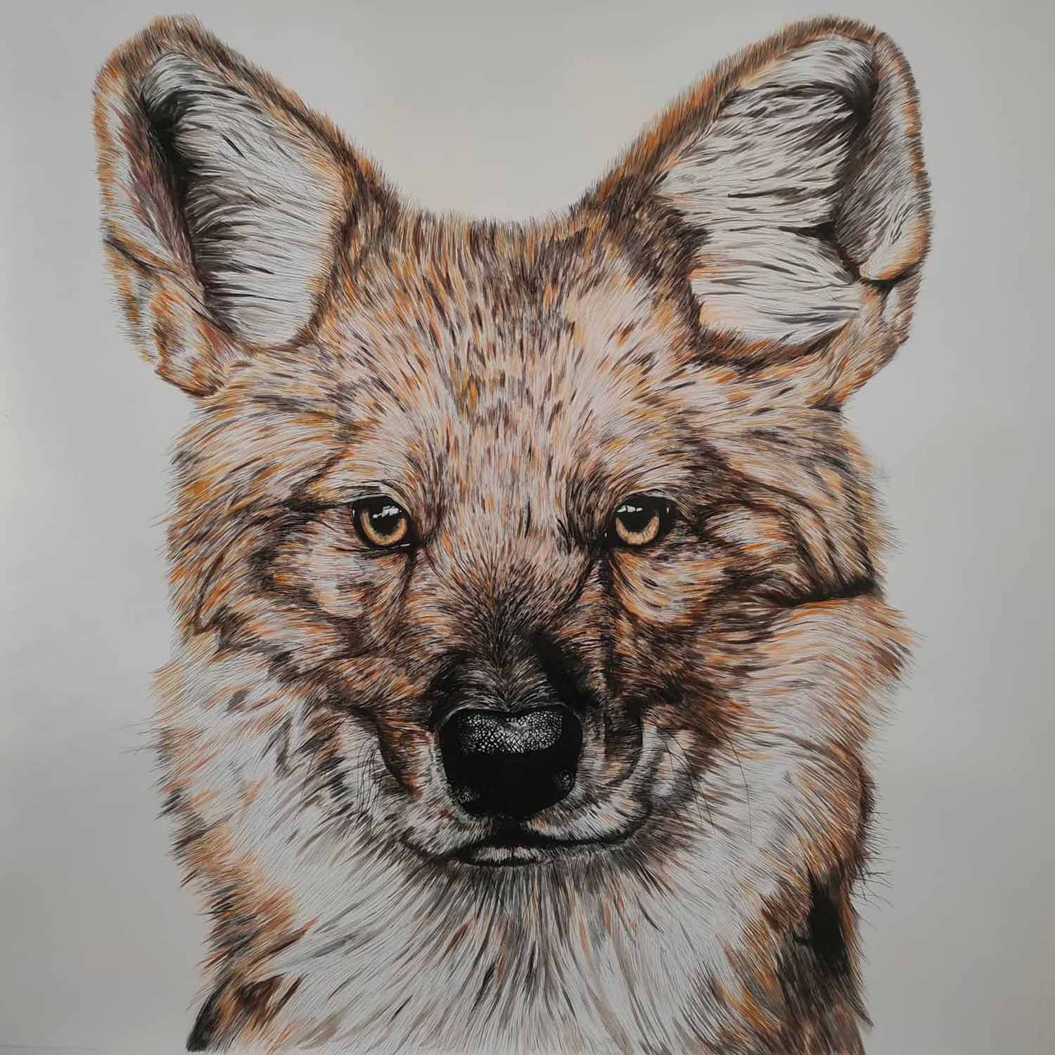 Lucile Maury, Dhole, drawing - Artalistic online contemporary art buying and selling gallery