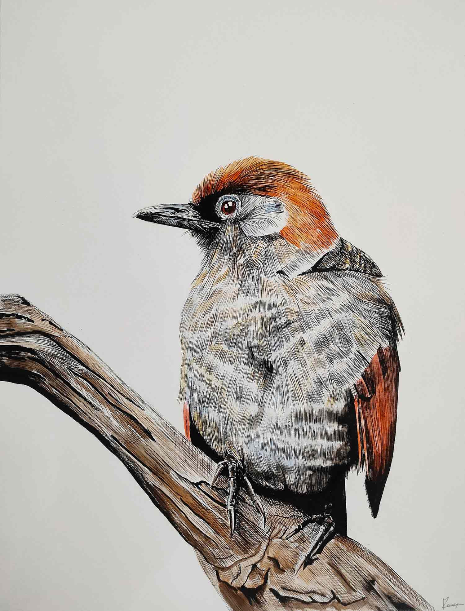 Lucile Maury, Grive rieuse, drawing - Artalistic online contemporary art buying and selling gallery
