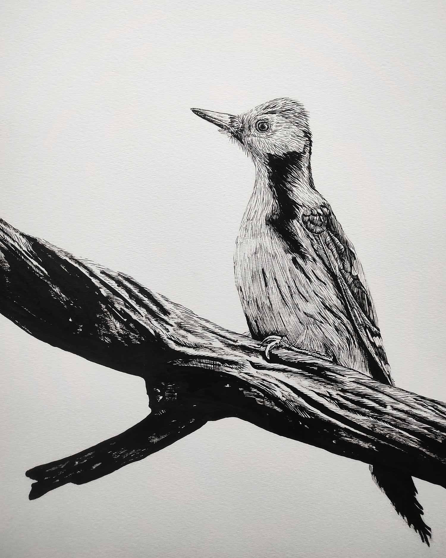 Lucile Maury, Pic épeiche, drawing - Artalistic online contemporary art buying and selling gallery
