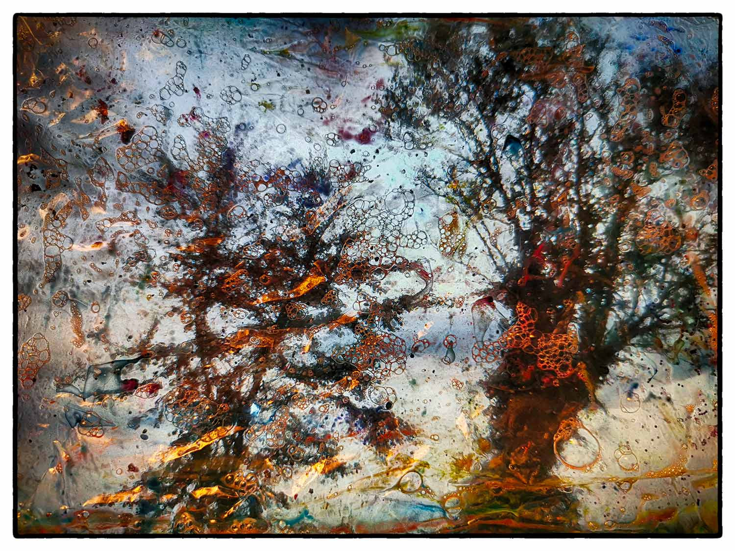 Arélec, Les arbres, photo - Artalistic online contemporary art buying and selling gallery