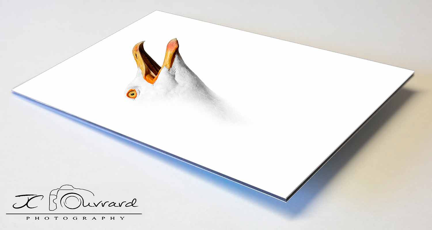 JC Ouvrard, Goeland, photo - Artalistic online contemporary art buying and selling gallery