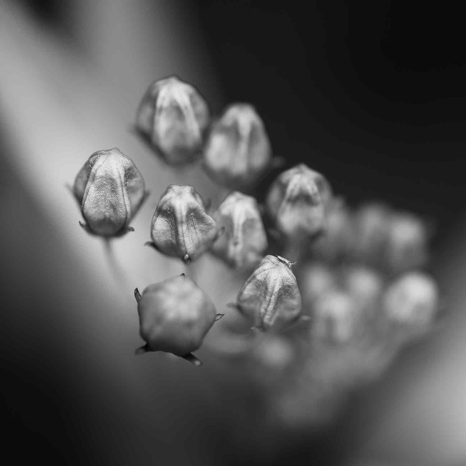 Jean-Guy Nakars, Flower by Close, photo - Artalistic online contemporary art buying and selling gallery