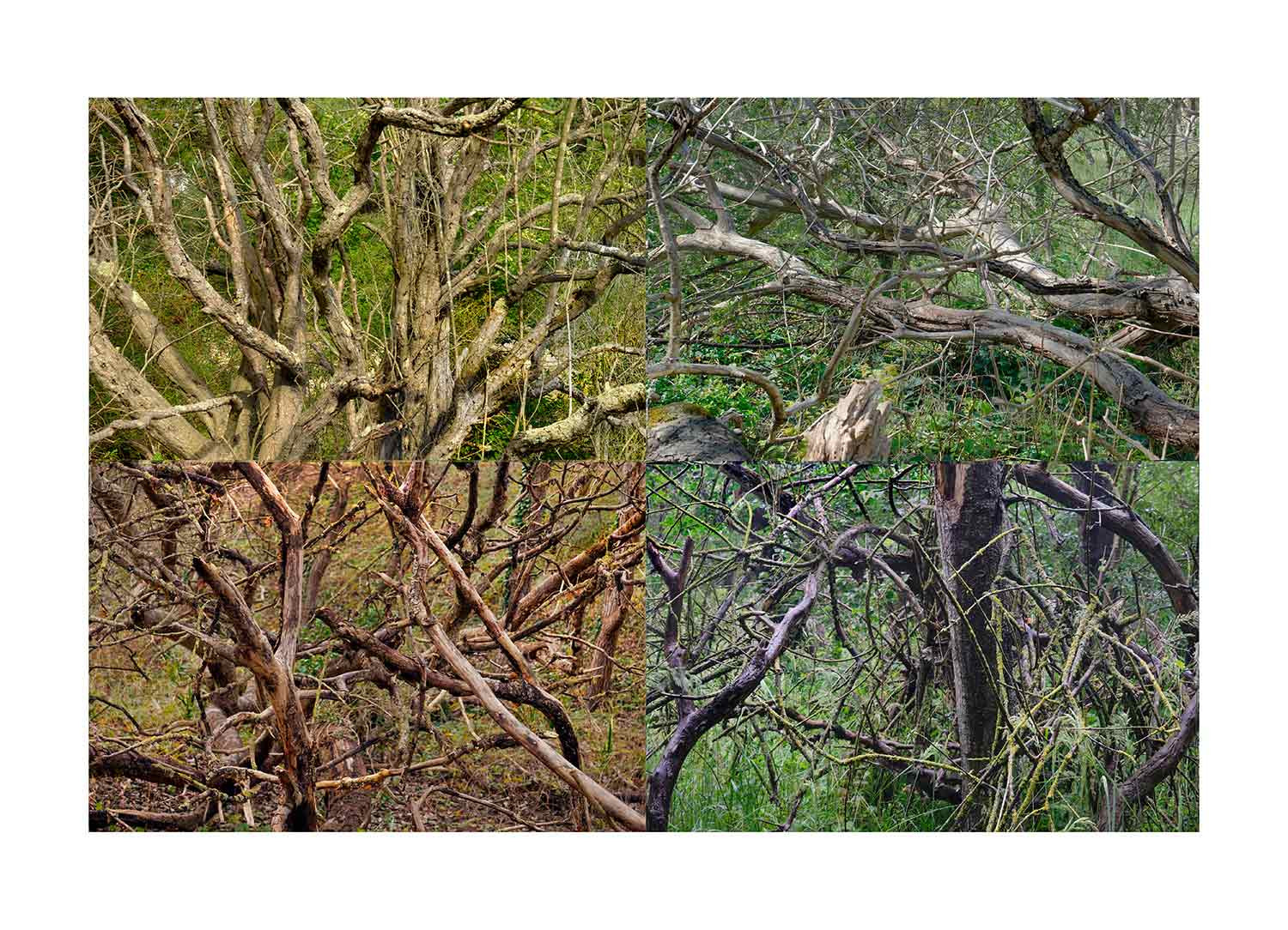 Nicolas Lespagnol, Paysages soudés, photo - Artalistic online contemporary art buying and selling gallery