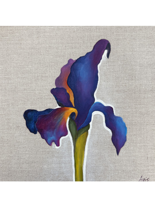 Velvet Iris