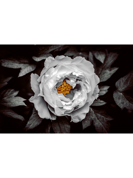 Espoir d’une fleur