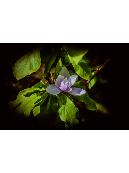 Naissance de magnolia