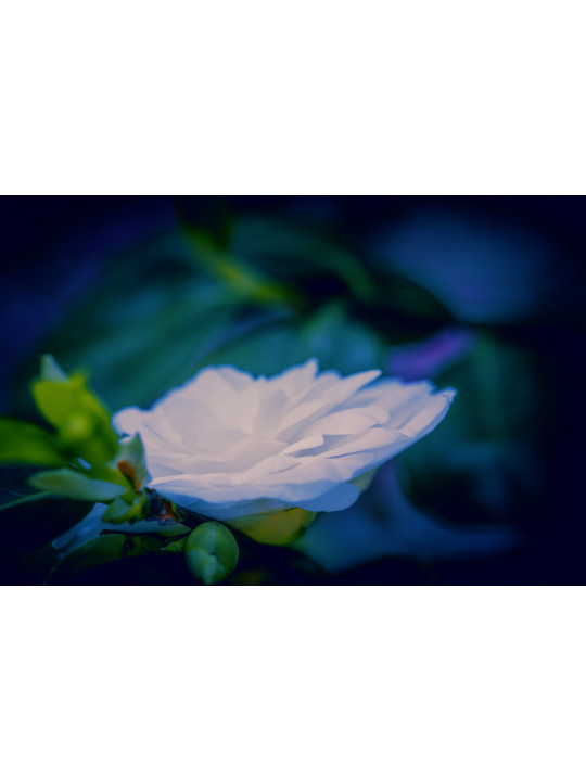 Sérénité d’une fleur