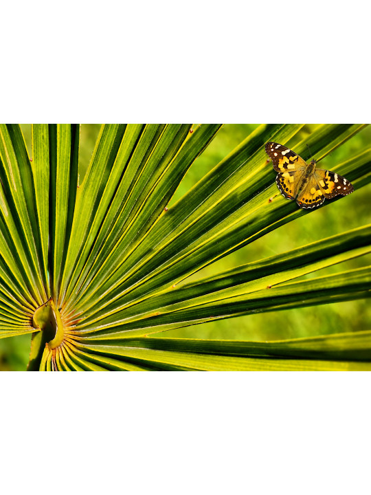 BUTTERFLY ON PALM-TREE LEAF