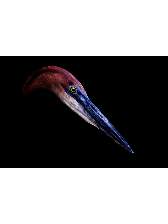 Heron Goliath