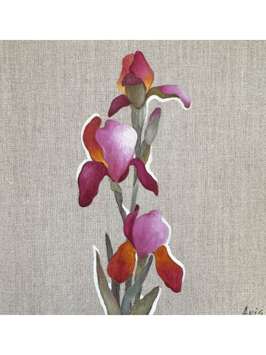 Pink Iris