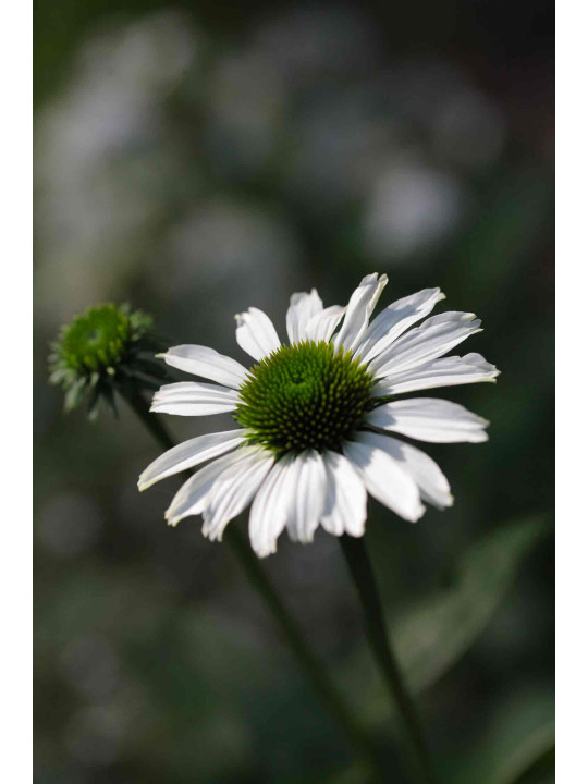 Green Flower