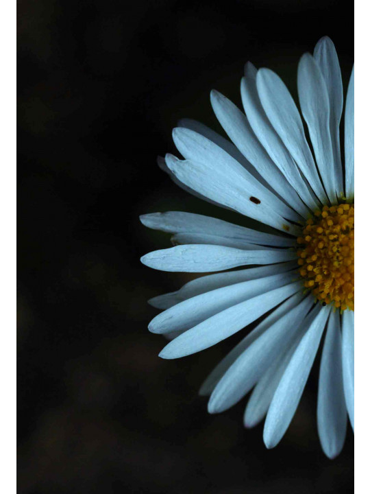 Coupée la marguerite