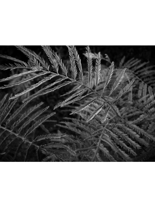 Branches de mimosa