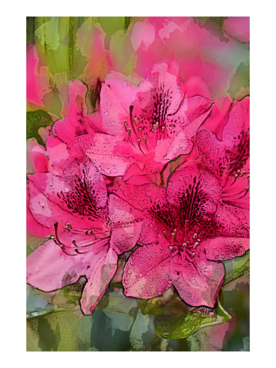 RHODODENDRON 1