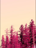 Téber, Cherry Winterscape, photo - Artalistic online contemporary art buying and selling gallery
