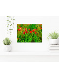 Jean-Louis Bouzou, Coquelicots, photo - Artalistic online contemporary art buying and selling gallery