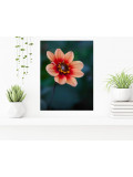 Laeticia Servant, Beautiful, photo - Artalistic online contemporary art buying and selling gallery