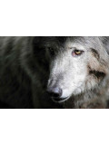 Véronique Fournier, wolf, photo - Artalistic online contemporary art buying and selling gallery