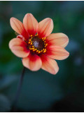Laeticia Servant, Beautiful, photo - Artalistic online contemporary art buying and selling gallery