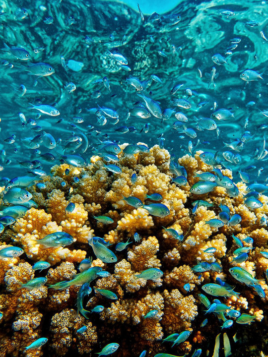 Banc de poissons