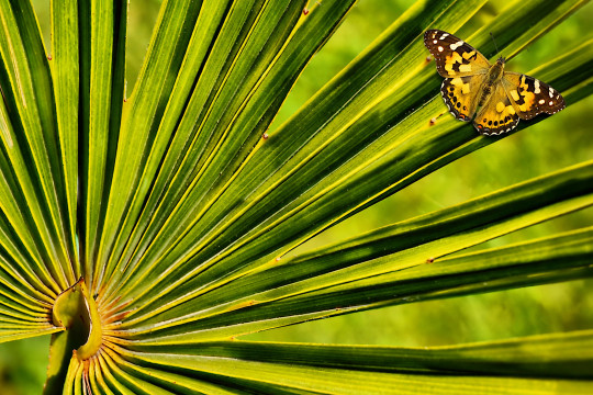 BUTTERFLY ON PALM-TREE LEAF