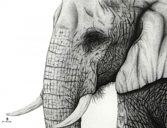 ELEPHOCUS