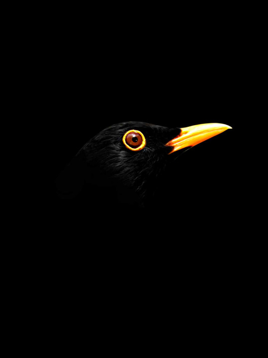 Blackbird