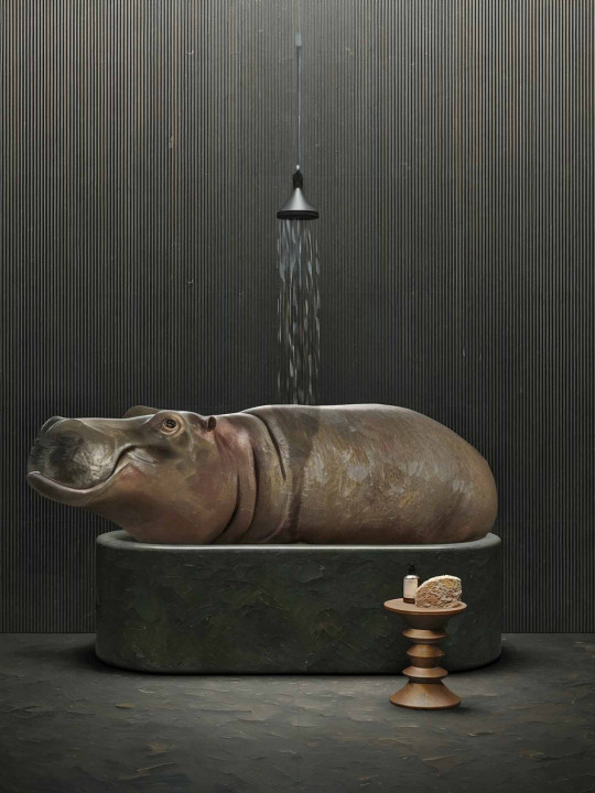 Hippopotamus Bath