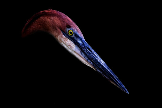 Heron Goliath