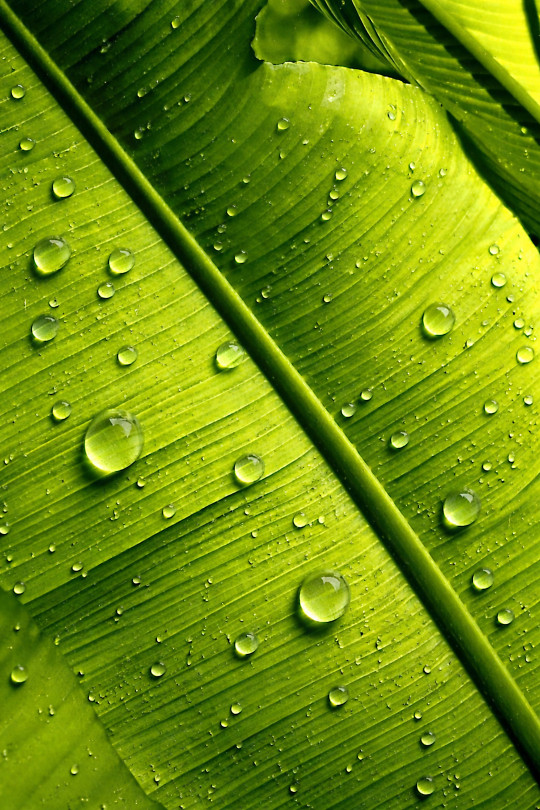 PALM-TREE LEAF 2