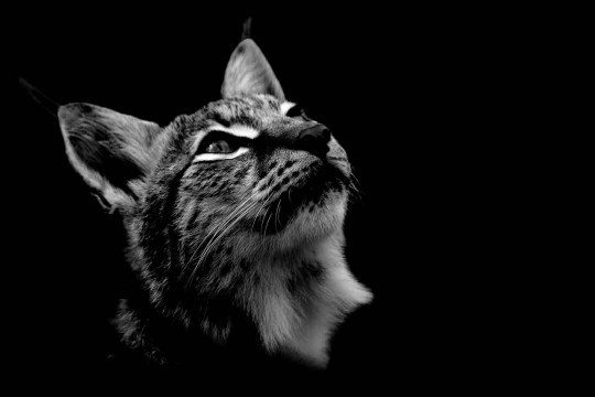 Lynx Boréal