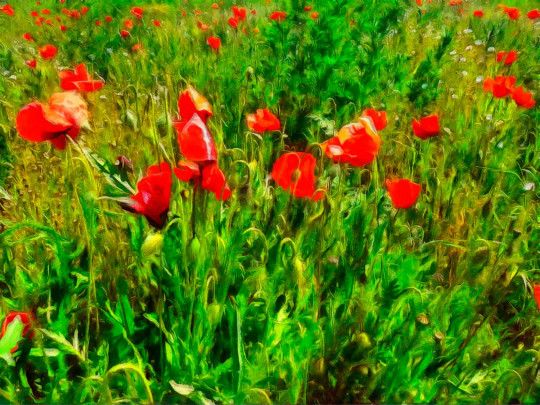 Coquelicots