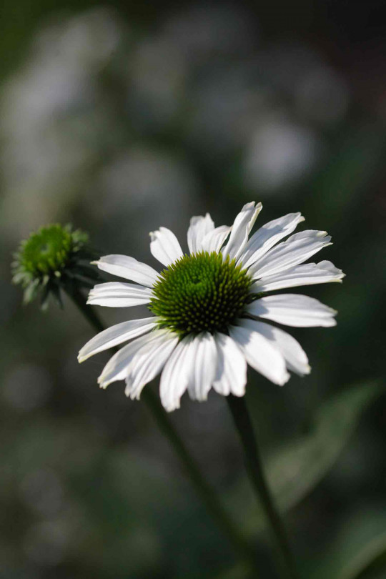 Green Flower