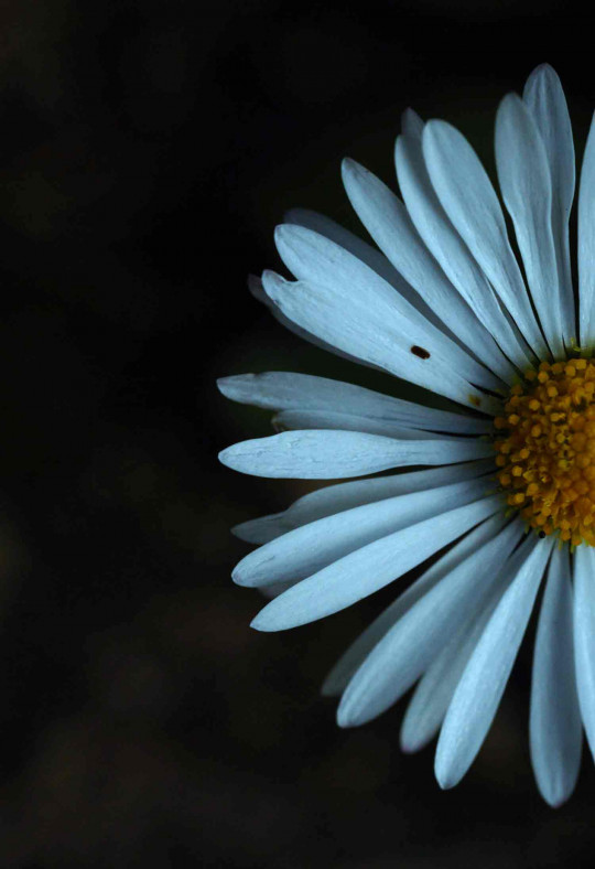 Coupée la marguerite