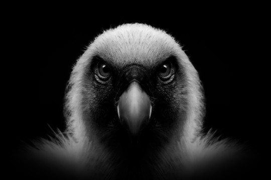 Vautour