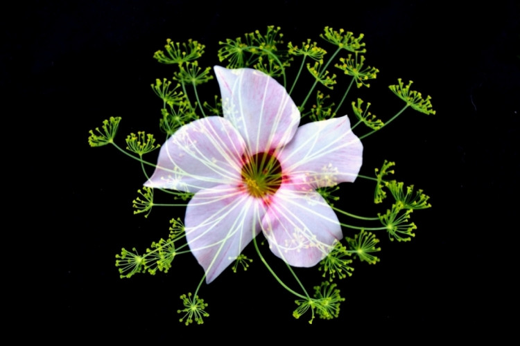 Jelena Rakin, Emanation du pentagramme, photo - Galerie de vente et d’achat d’art contemporain en ligne Artalistic