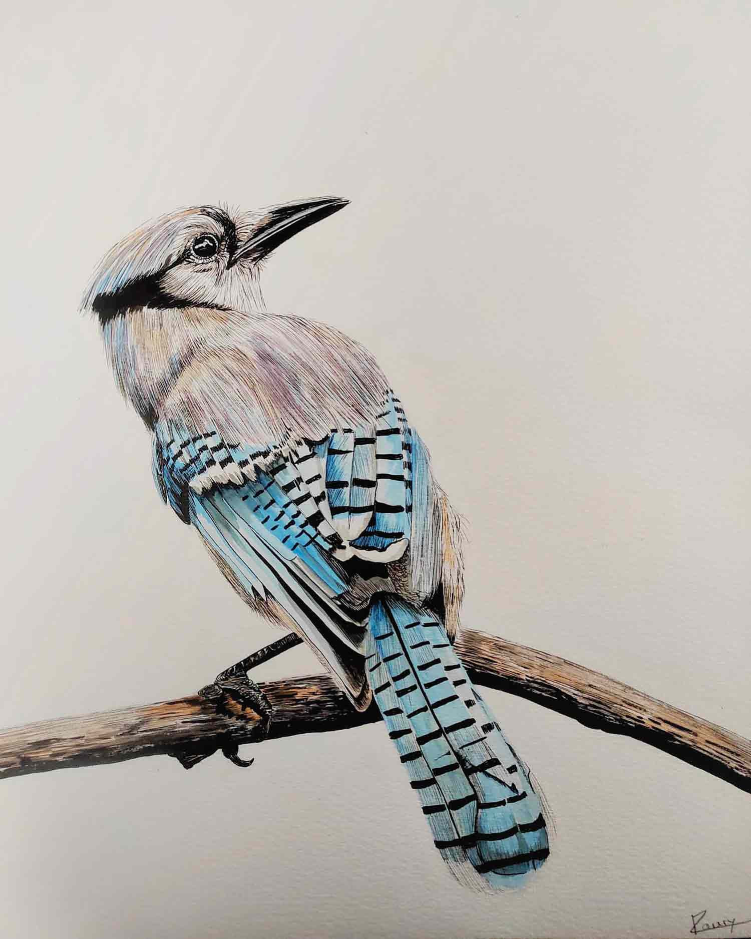 Lucile Maury, Geai bleu, dessin - Galerie de vente et d’achat d’art contemporain en ligne Artalistic