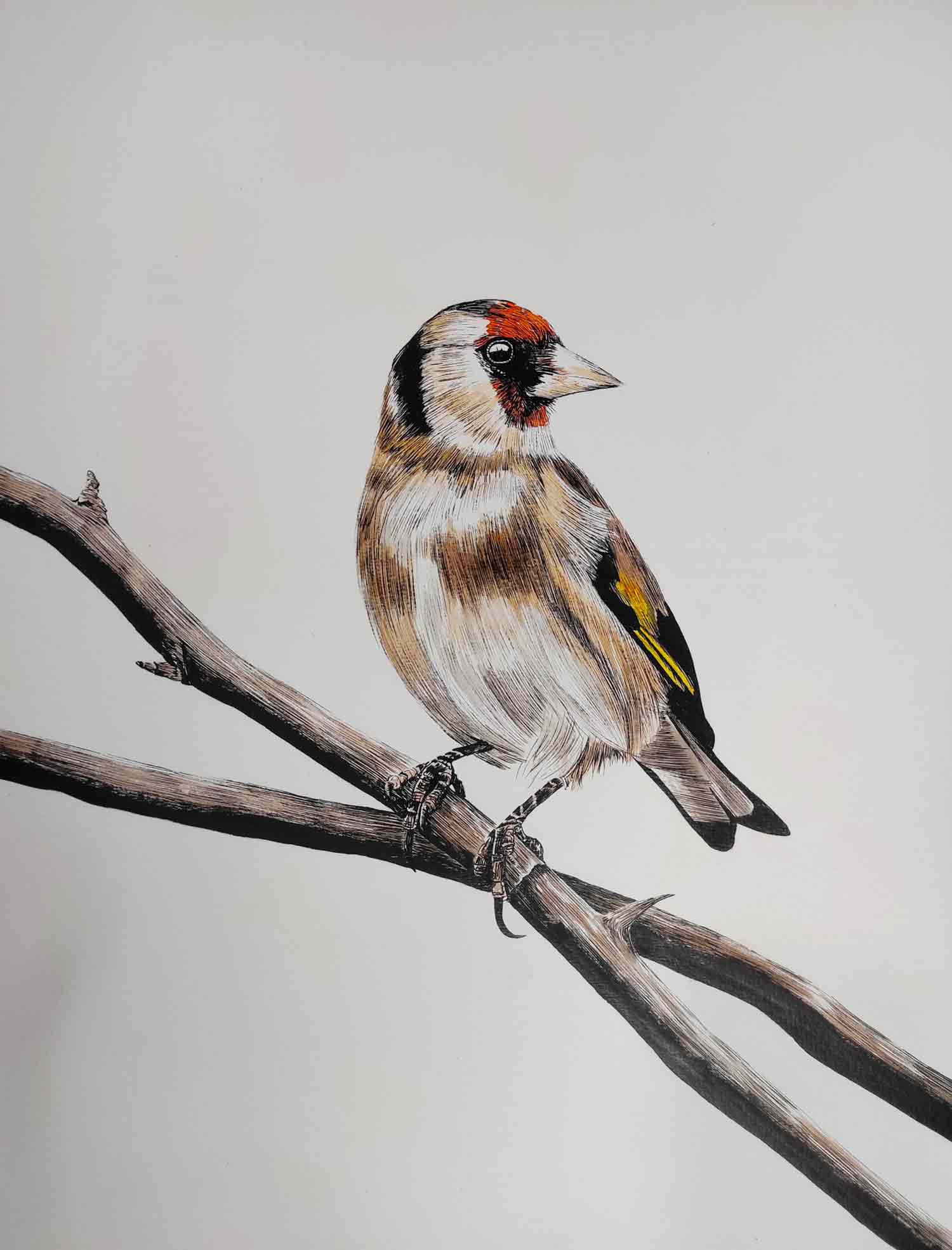 Lucile Maury, Chardonneret, dessin - Galerie de vente et d’achat d’art contemporain en ligne Artalistic