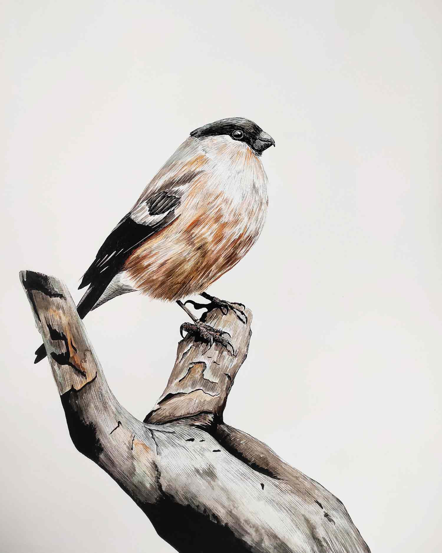 Lucile Maury, Bouvreuil pivoine, dessin - Galerie de vente et d’achat d’art contemporain en ligne Artalistic