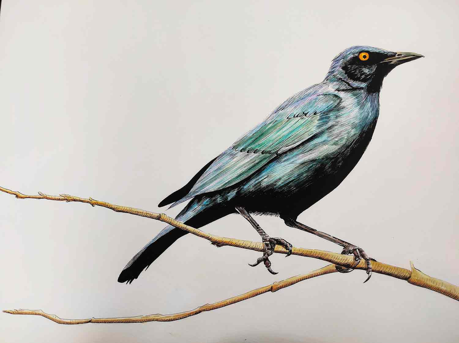 Lucile Maury, Choucador, dessin - Galerie de vente et d’achat d’art contemporain en ligne Artalistic