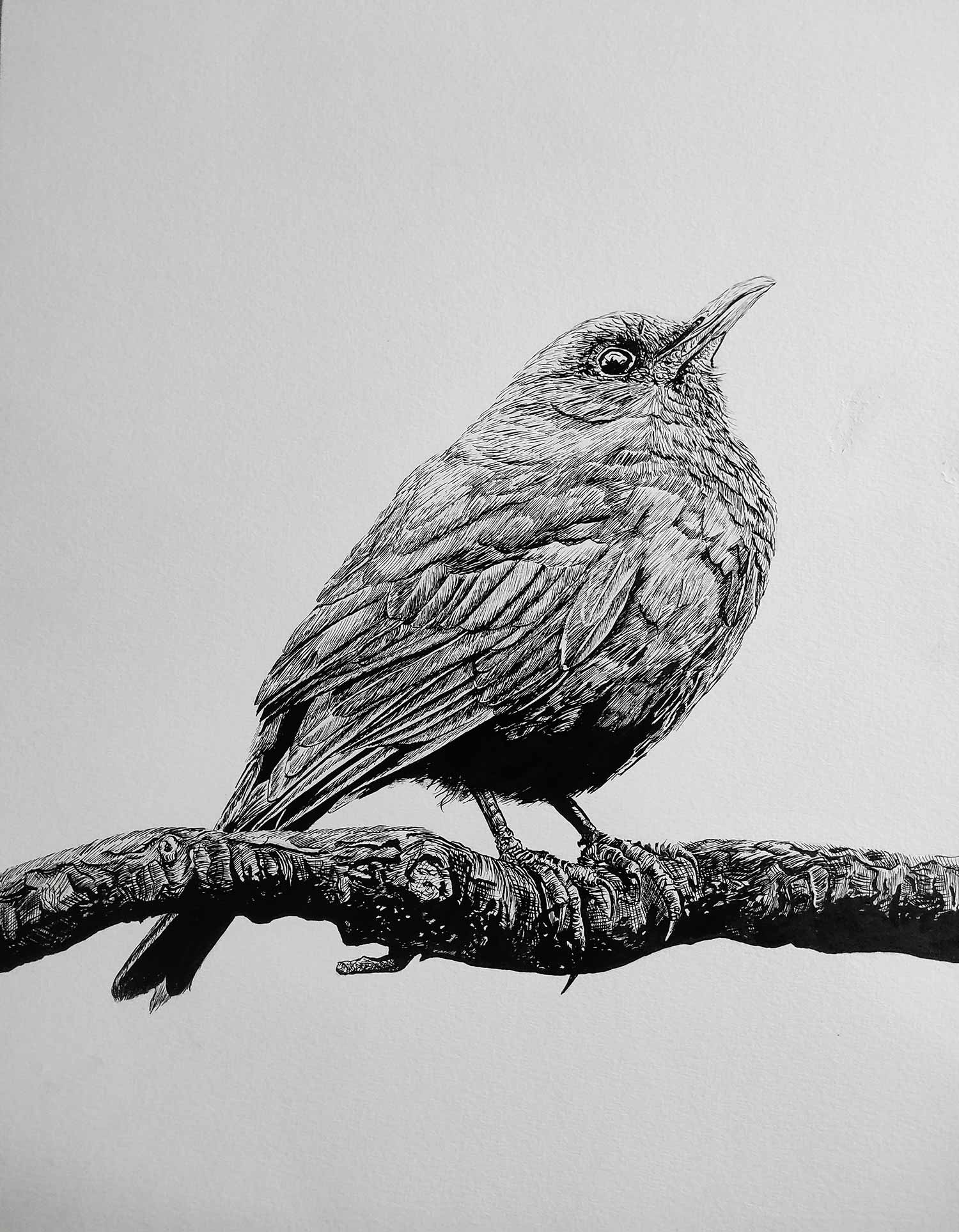Lucile Maury, Rouge-gorge, dessin - Galerie de vente et d’achat d’art contemporain en ligne Artalistic