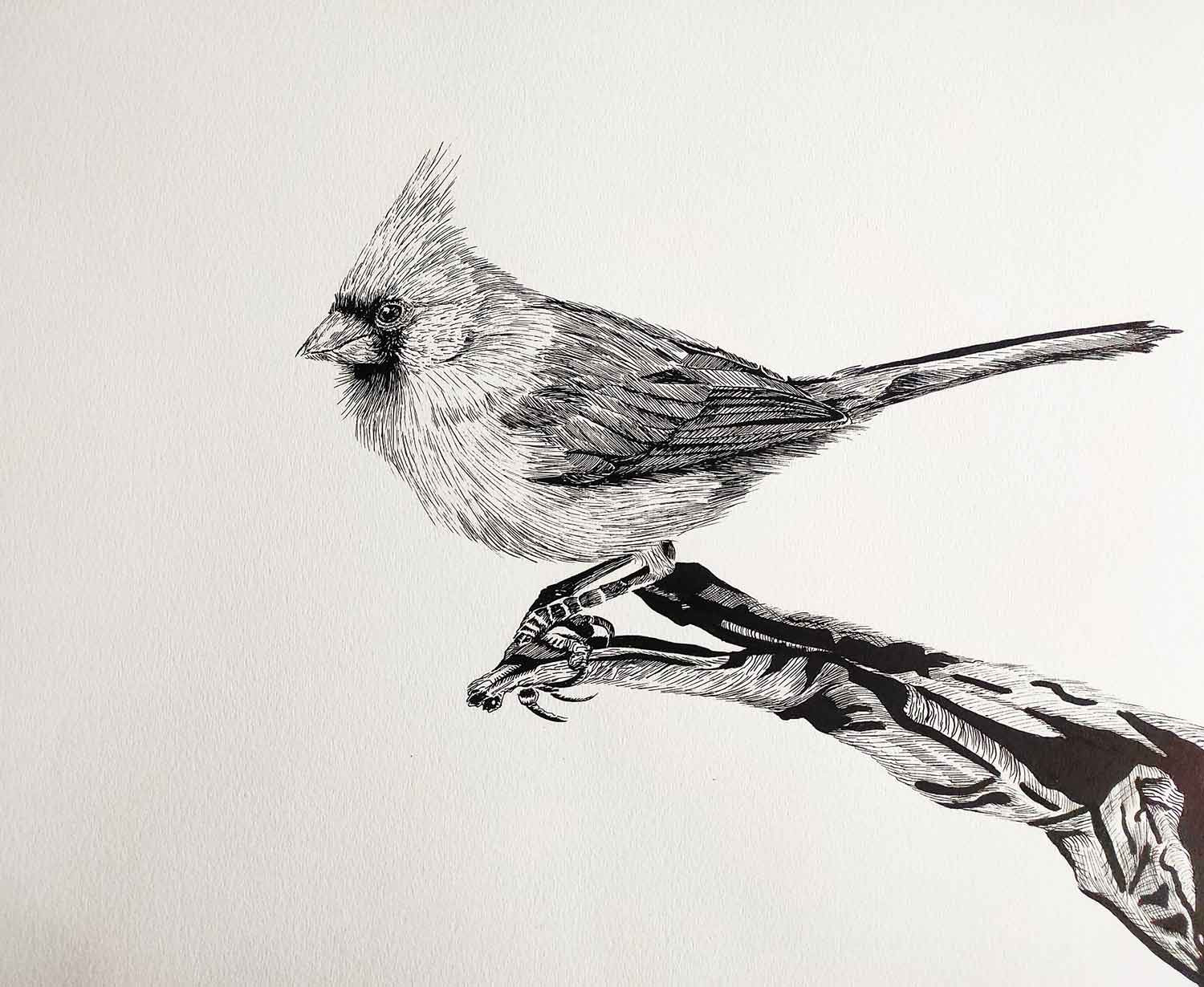 Lucile Maury, Cardinal, dessin - Galerie de vente et d’achat d’art contemporain en ligne Artalistic