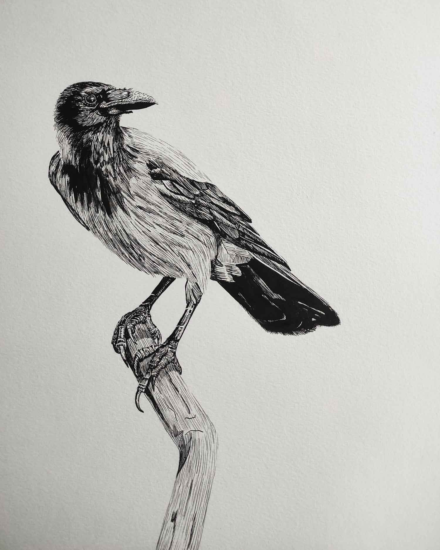 Lucile Maury, Corbeau gris, dessin - Galerie de vente et d’achat d’art contemporain en ligne Artalistic
