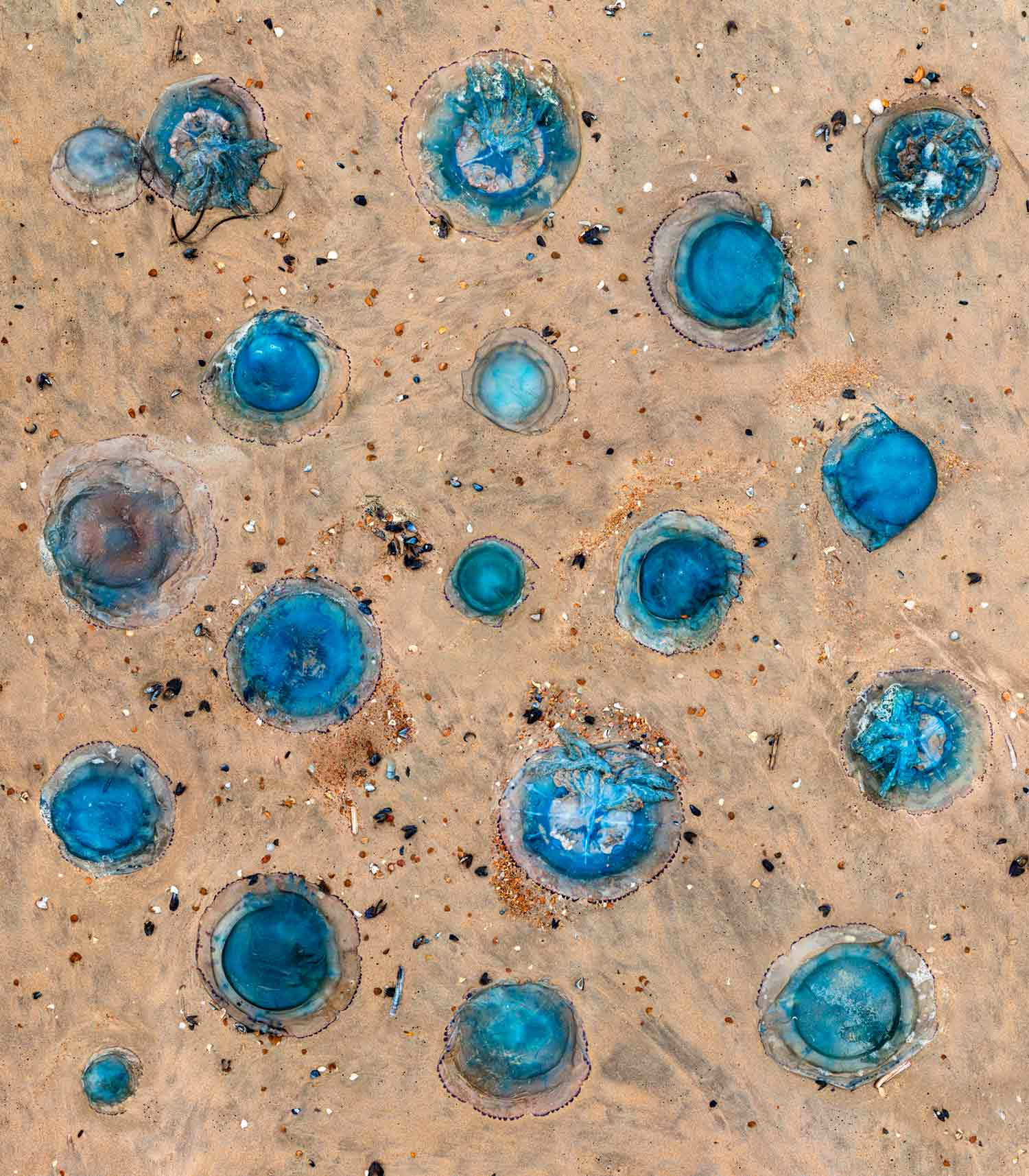 Werner Roelandt, blue halos, photo - Artalistic online contemporary art buying and selling gallery