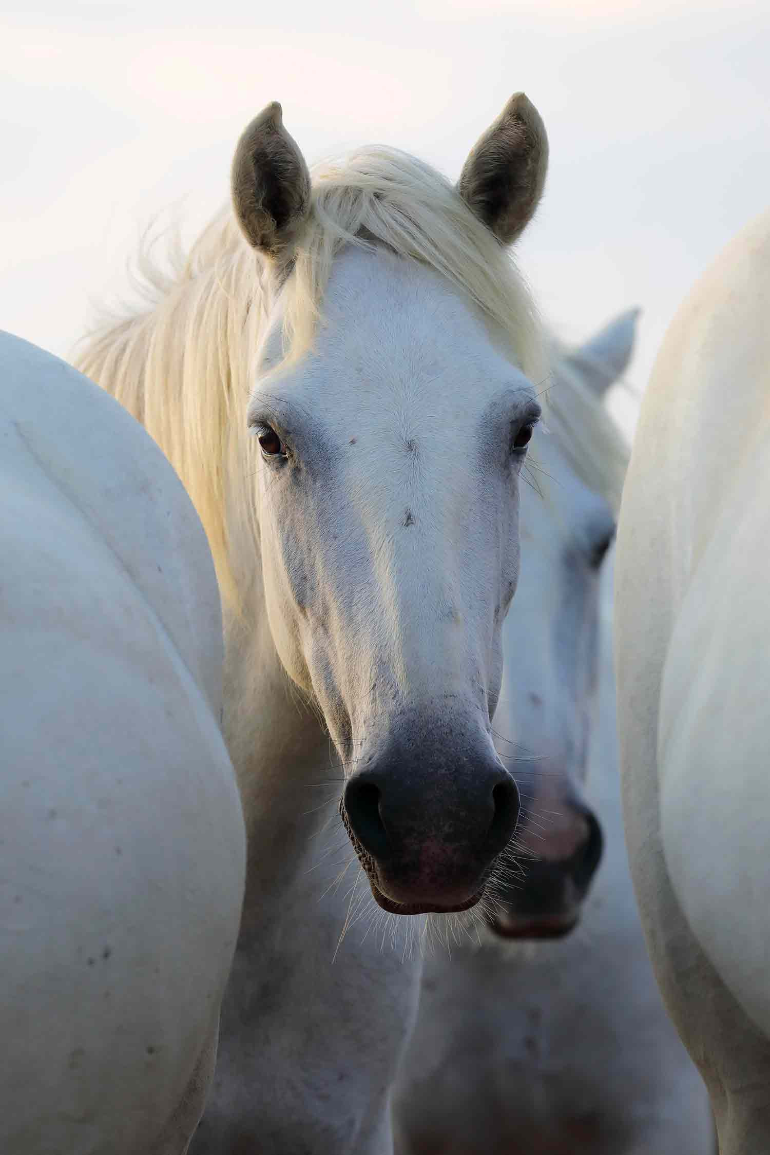 Véronique Fournier, Je te vois, photo - Galerie de vente et d’achat d’art contemporain en ligne Artalistic