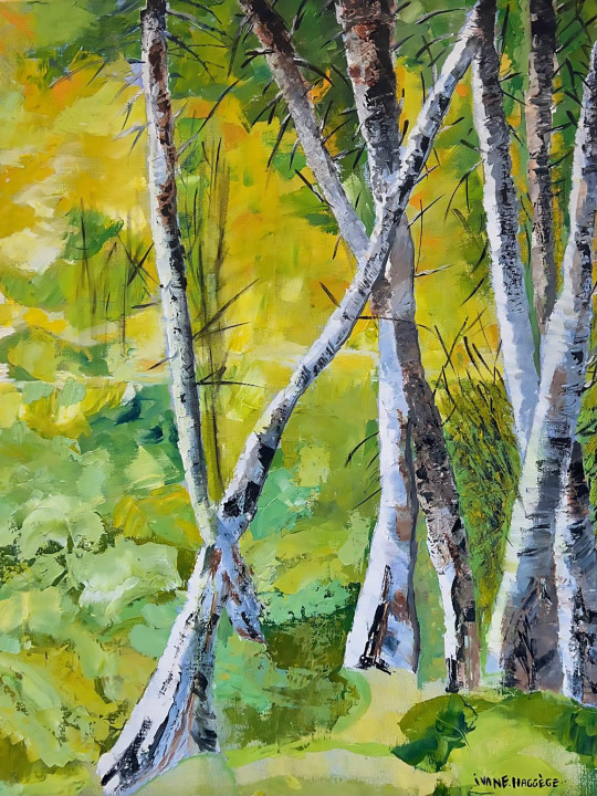 Bouleaux de printemps
