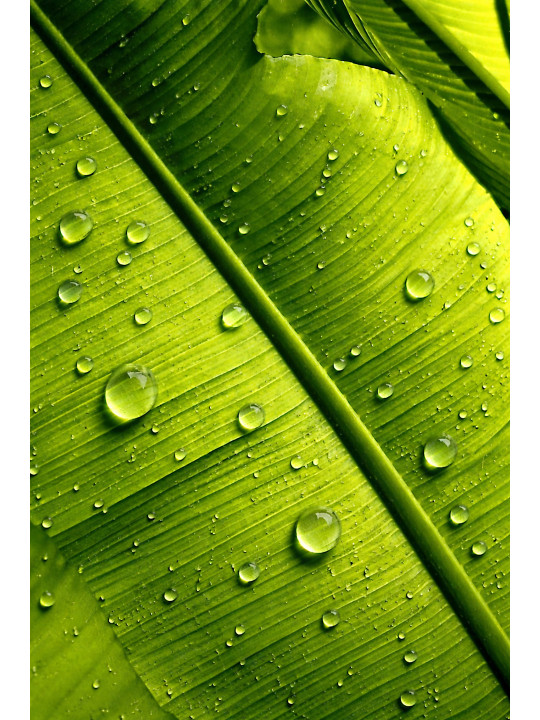 PALM-TREE LEAF 2