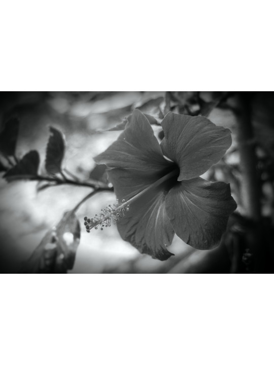 Hibiscus